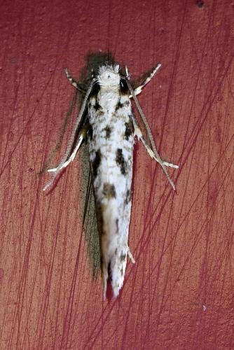 Nemapogon sp.